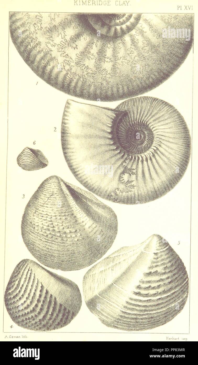 Image from page 71 of 'A Supplement to the Geology of Weymouth and the