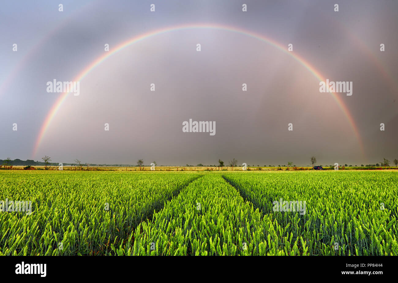 Rain over wheat field hi-res stock photography and images - Alamy