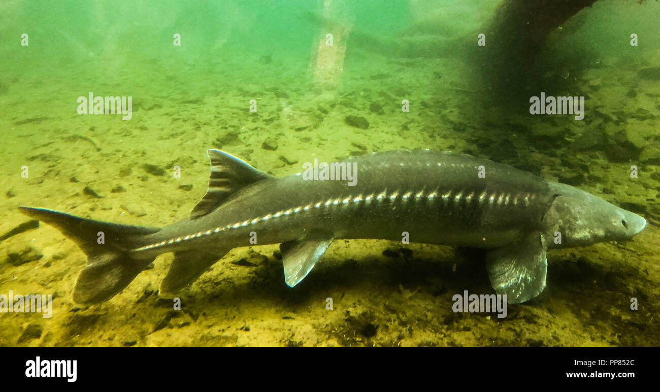 Sturgeon hatchery hires stock photography and images Alamy