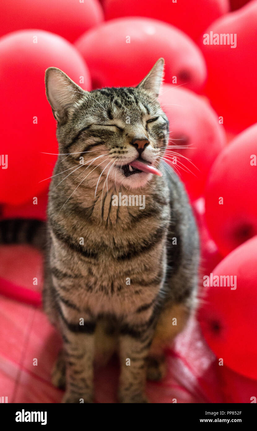 Funny Tabby Cat  with tongue out Stock Photo
