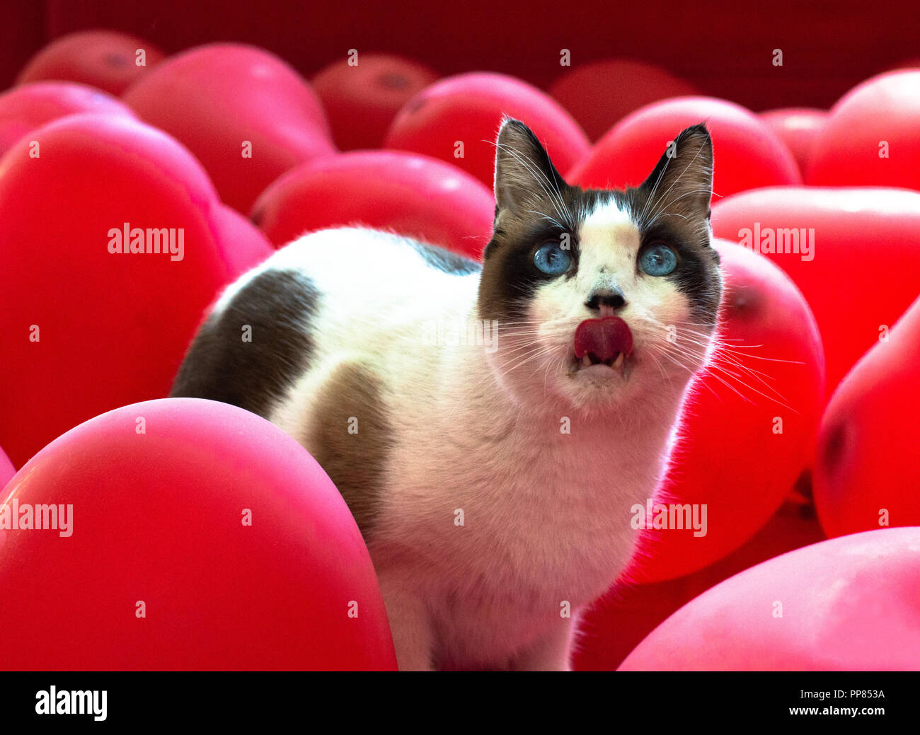 White Snowshoe Cat with blue eyes sticking his tongue out, surrounded with red, heart shaped balloons. Stock Photo