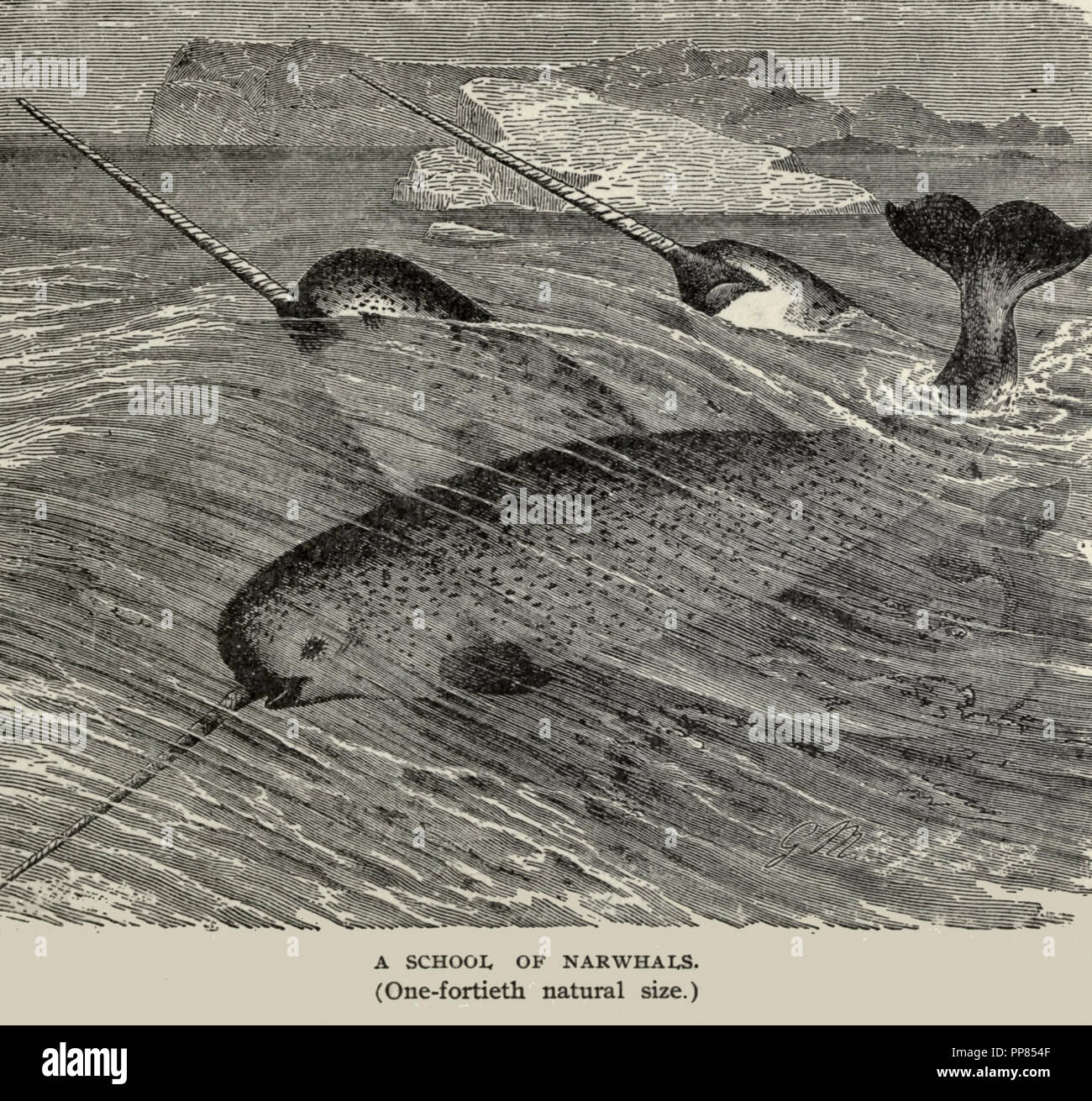 A school of Narwhals (one-fortieth natural size), circa 1900 Stock Photo