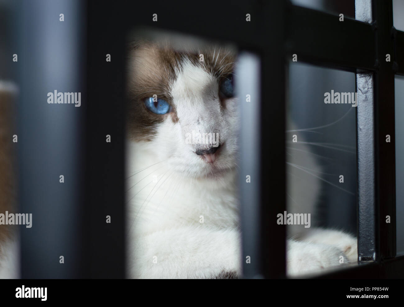 White Snowshoe Cat with blue eyes sitting on a black chair looking right at you. Stock Photo