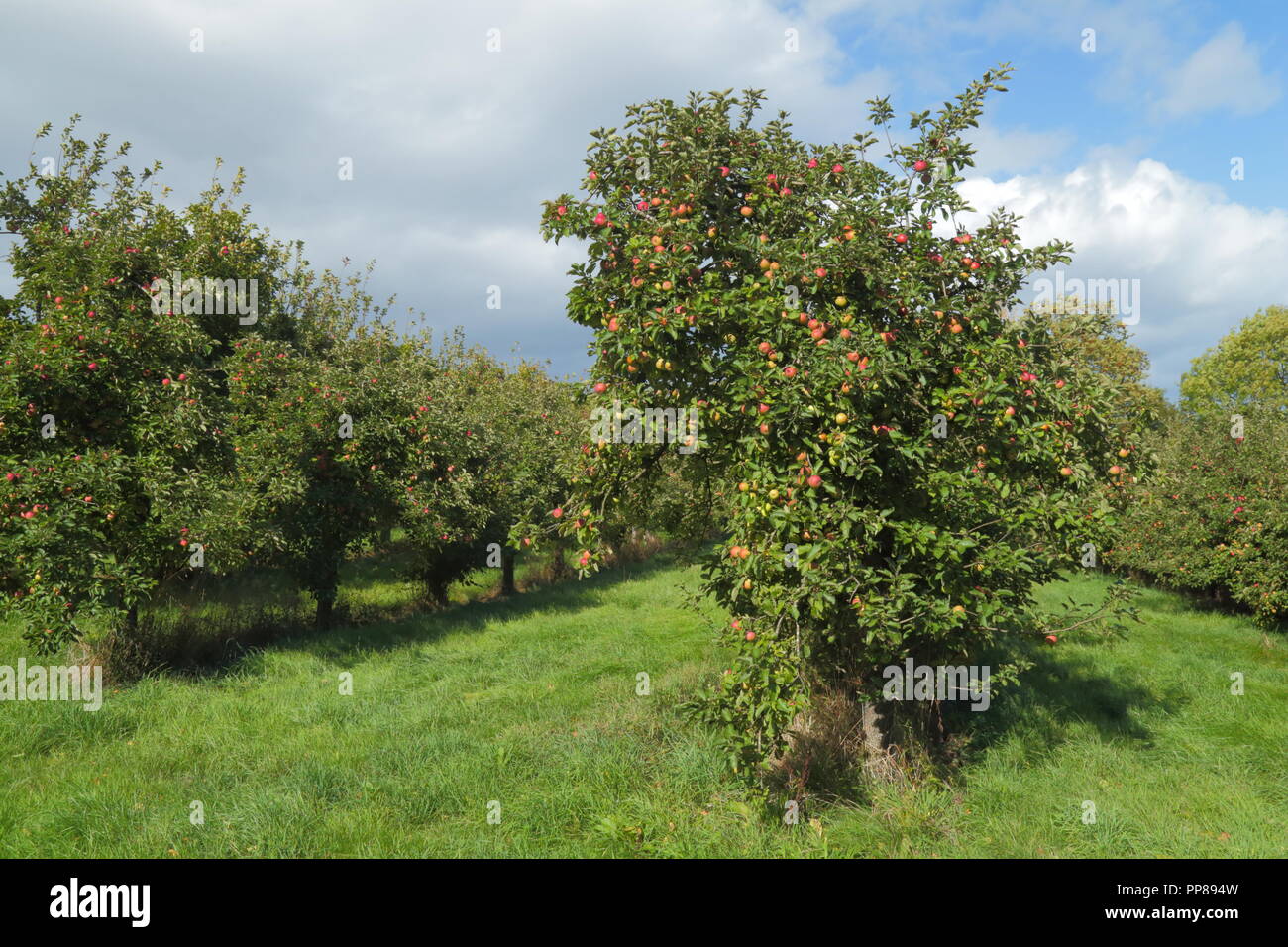 Cider apple orchard uk hires stock photography and images Alamy
