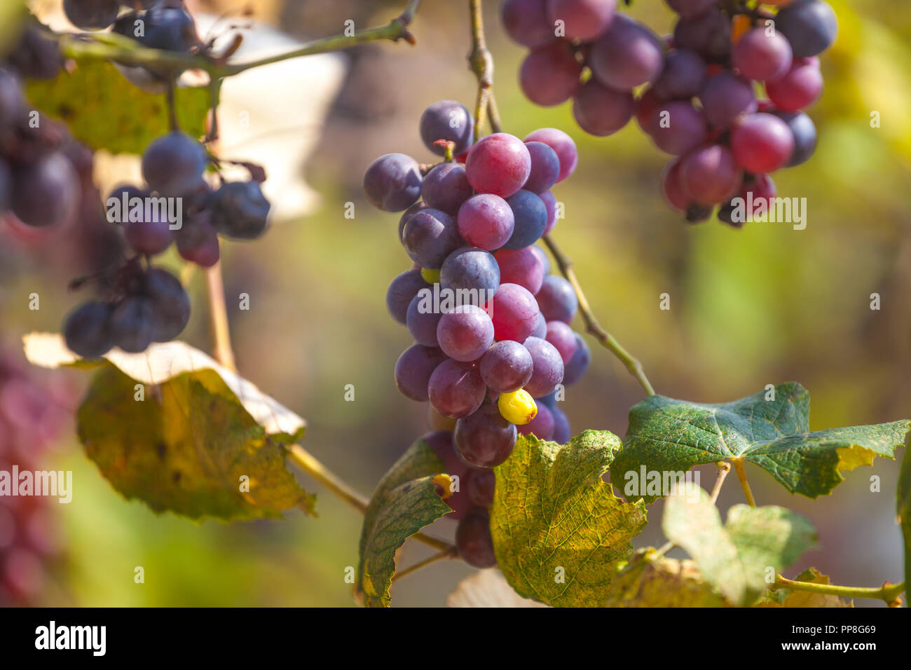 Bunches of ripe and spoiled red grapes growing on vines just before ...