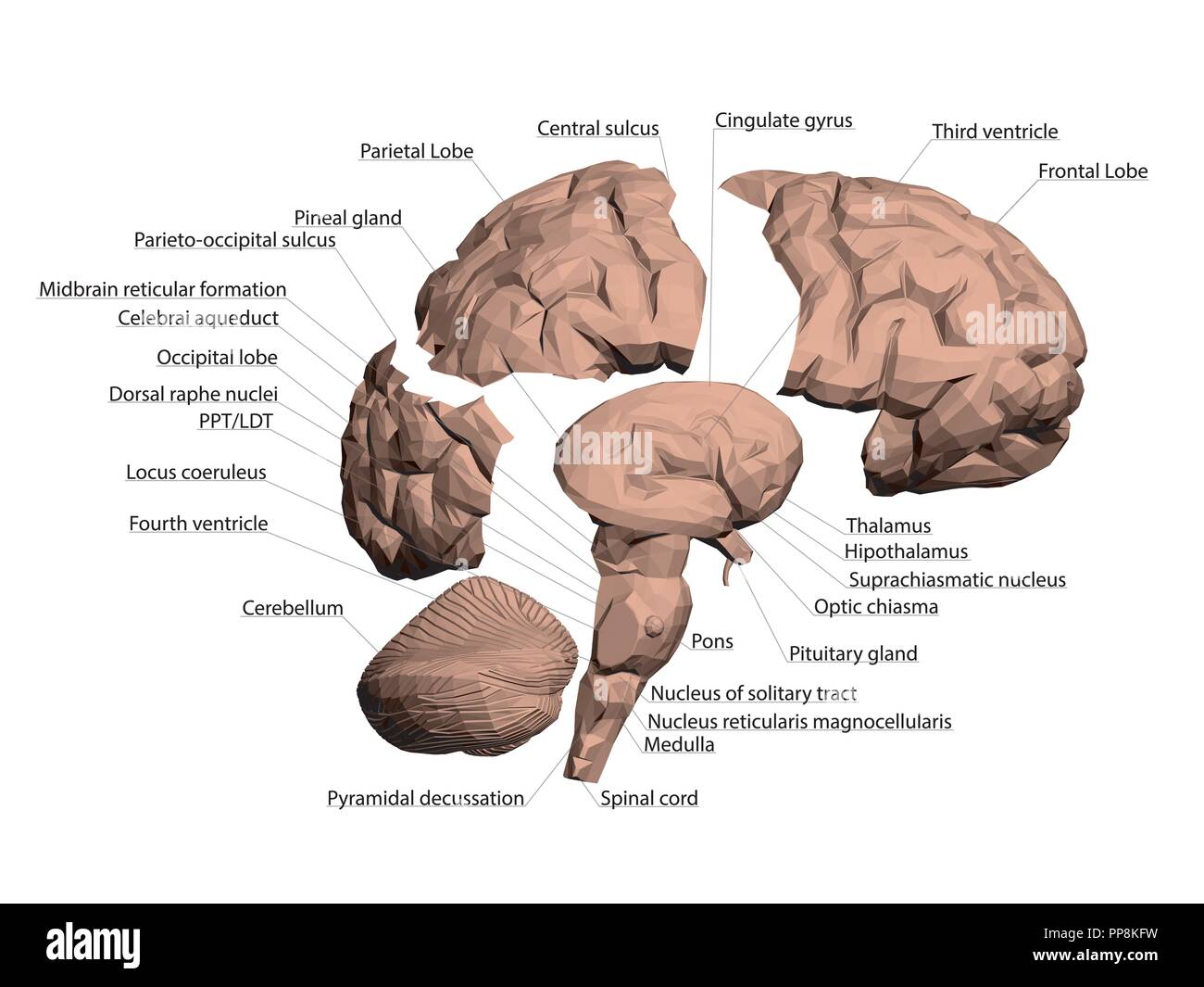 Structure of the human brain. All names that make up the brain are signed. The human brain is divided into several basic parts. 3D. Vector illustratio Stock Vector