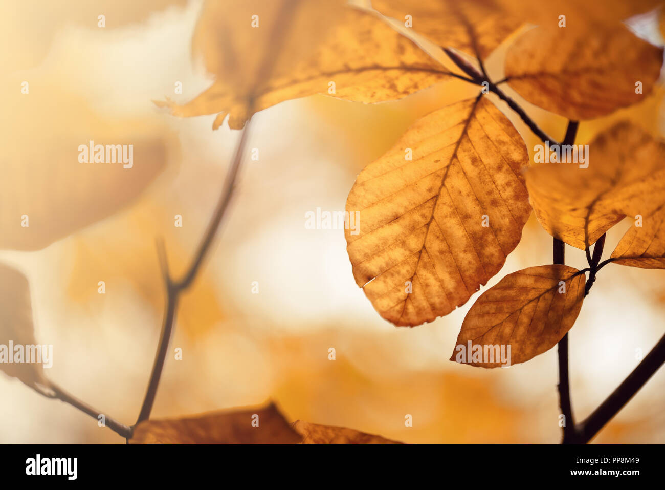 Beautiful autumn leaves with sunlight and blurry bokeh background. Stock Photo