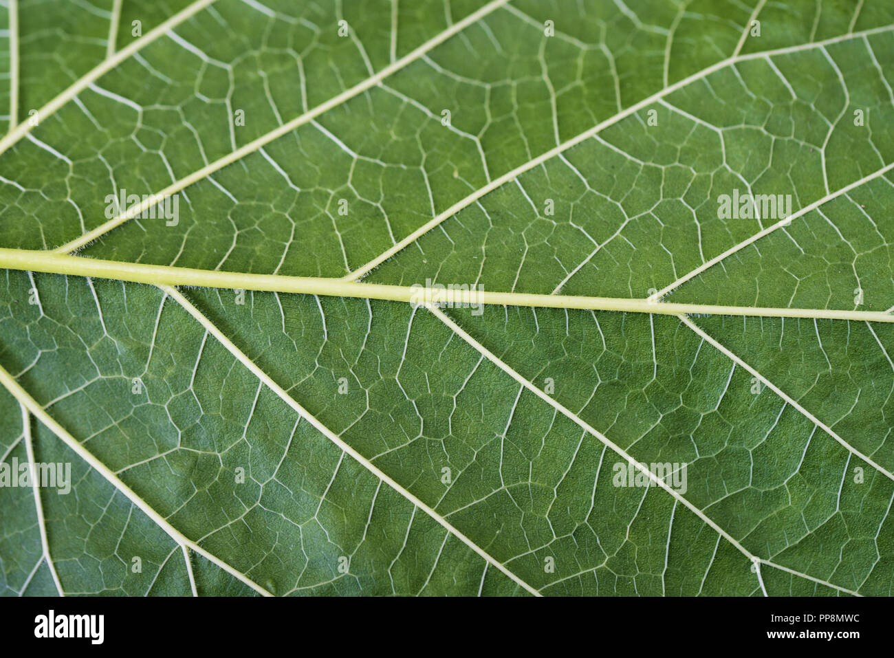 Texture of a green leaf as background Stock Photo