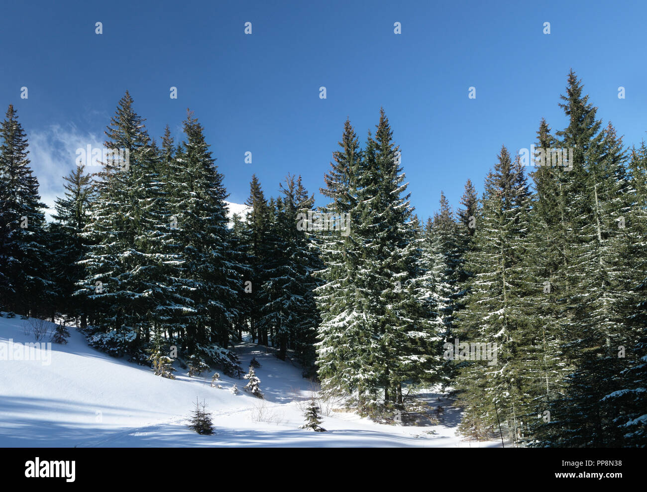 Woodland and mountains hi-res stock photography and images - Alamy