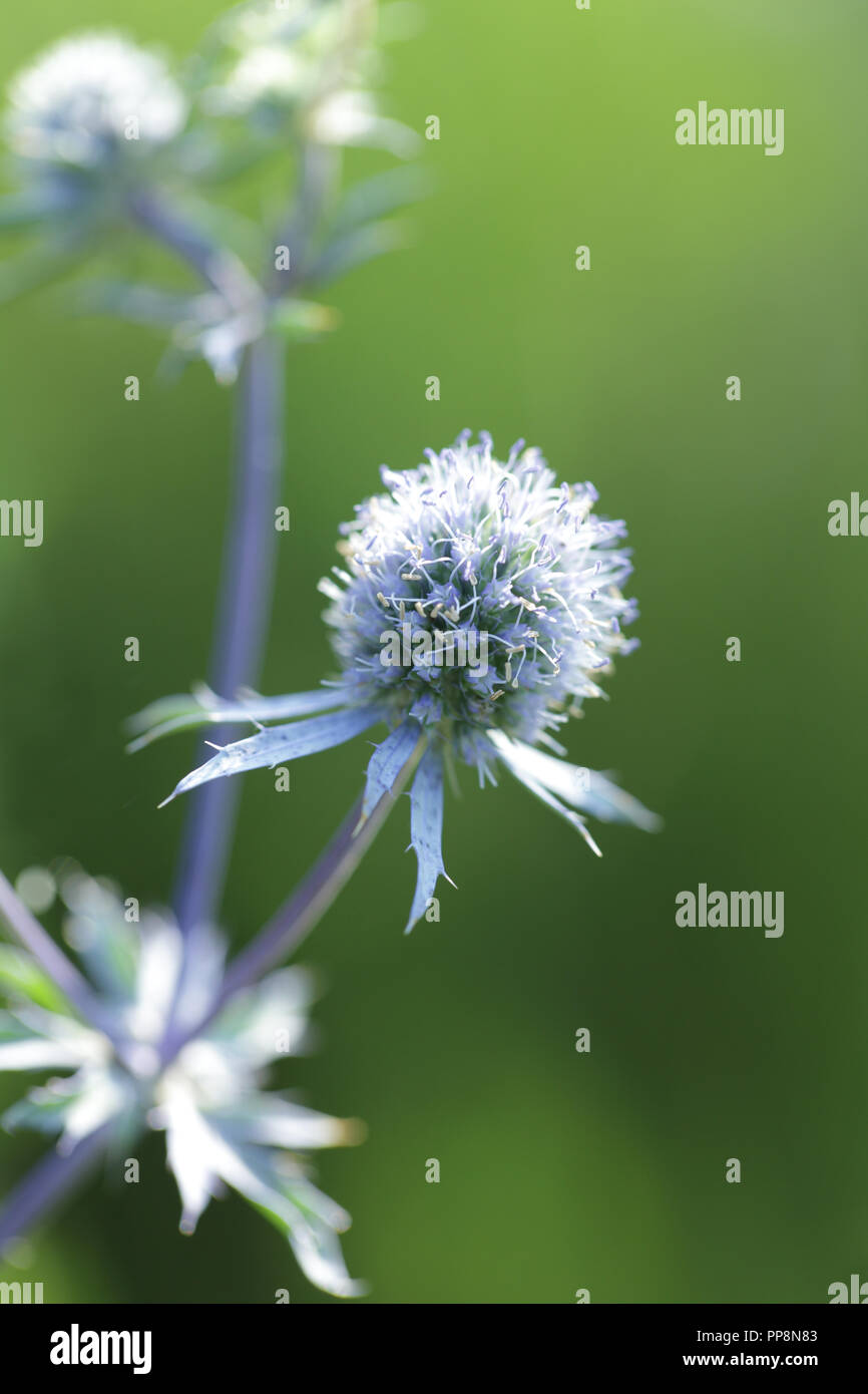 Flower of Eryngium closeup Stock Photo Alamy