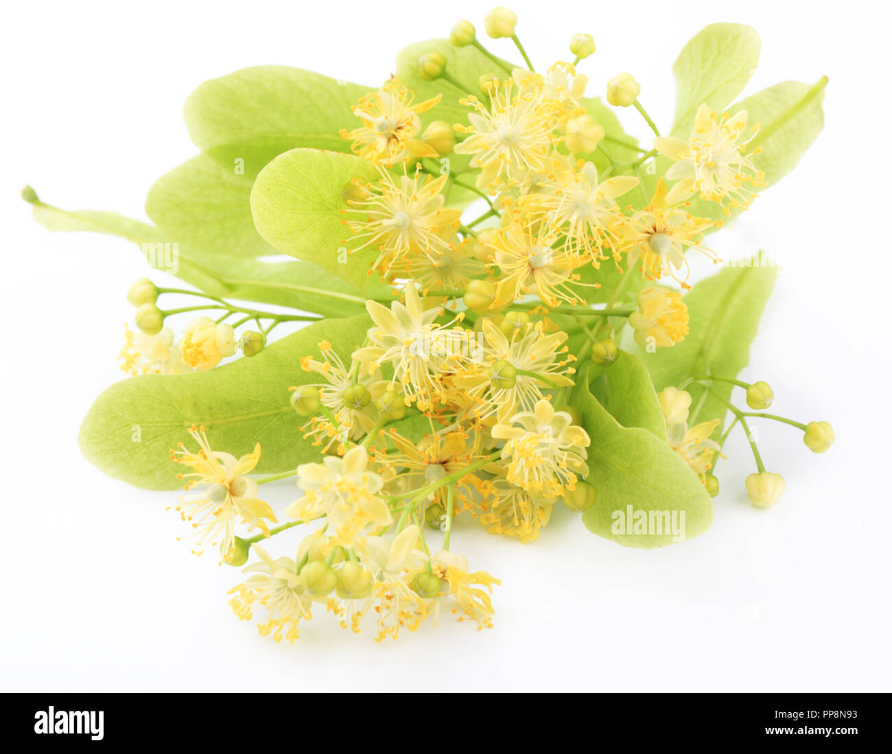 Linden flowers isolated on white background Stock Photo