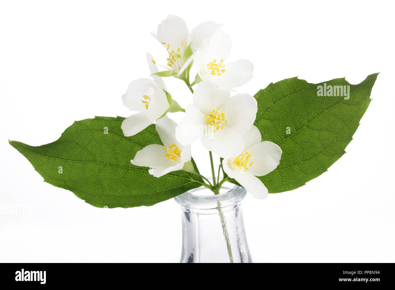 Jasmine flowers isolated on white background Stock Photo - Alamy