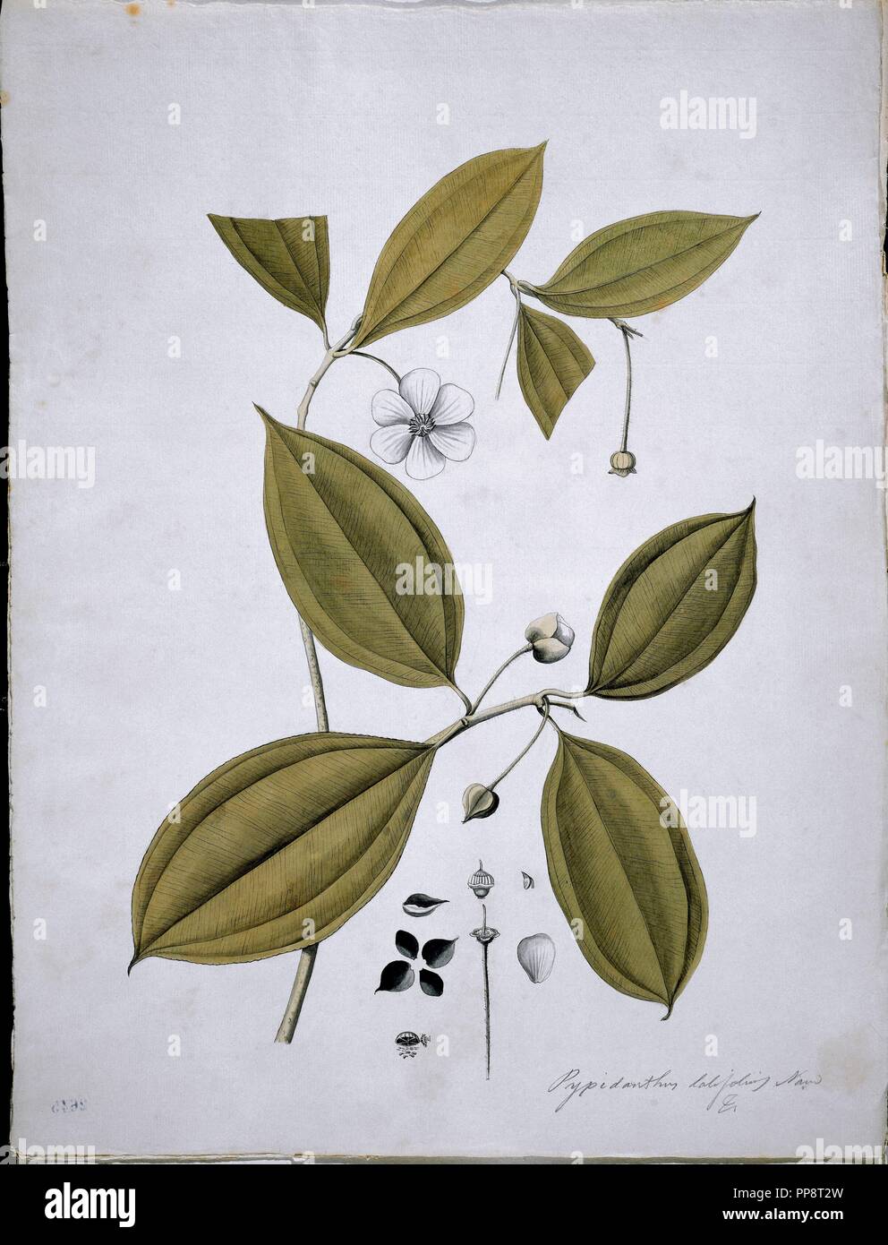 BLAKEA GRANATENSIS NAUDIN FLORA OF THE ROYAL EXPEDITION OF THE NEW