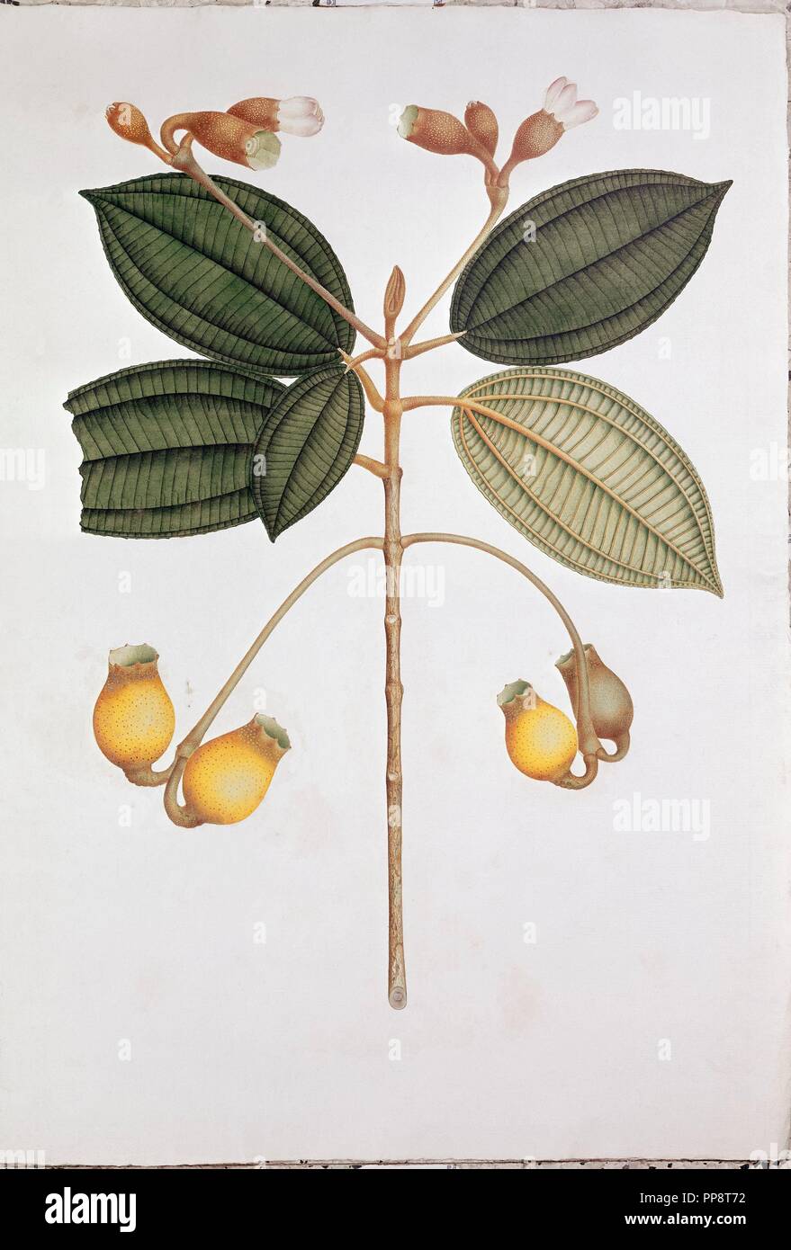 HUILAEA MUTISIANA DRAWING MADE FOR THE BOTANICAL EXPEDITION OF THE