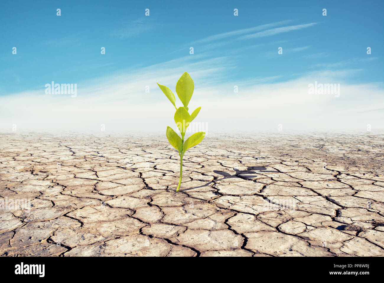 Death of cracked dry brown earth and lonely little green plant. Stock Photo