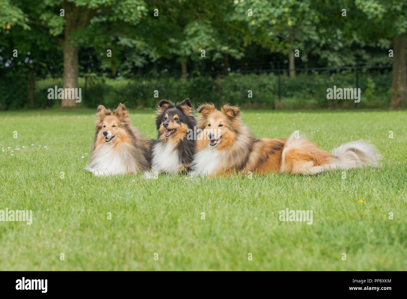 Three shetland sheepdogs lying down in a grass field Stock Photo - Alamy