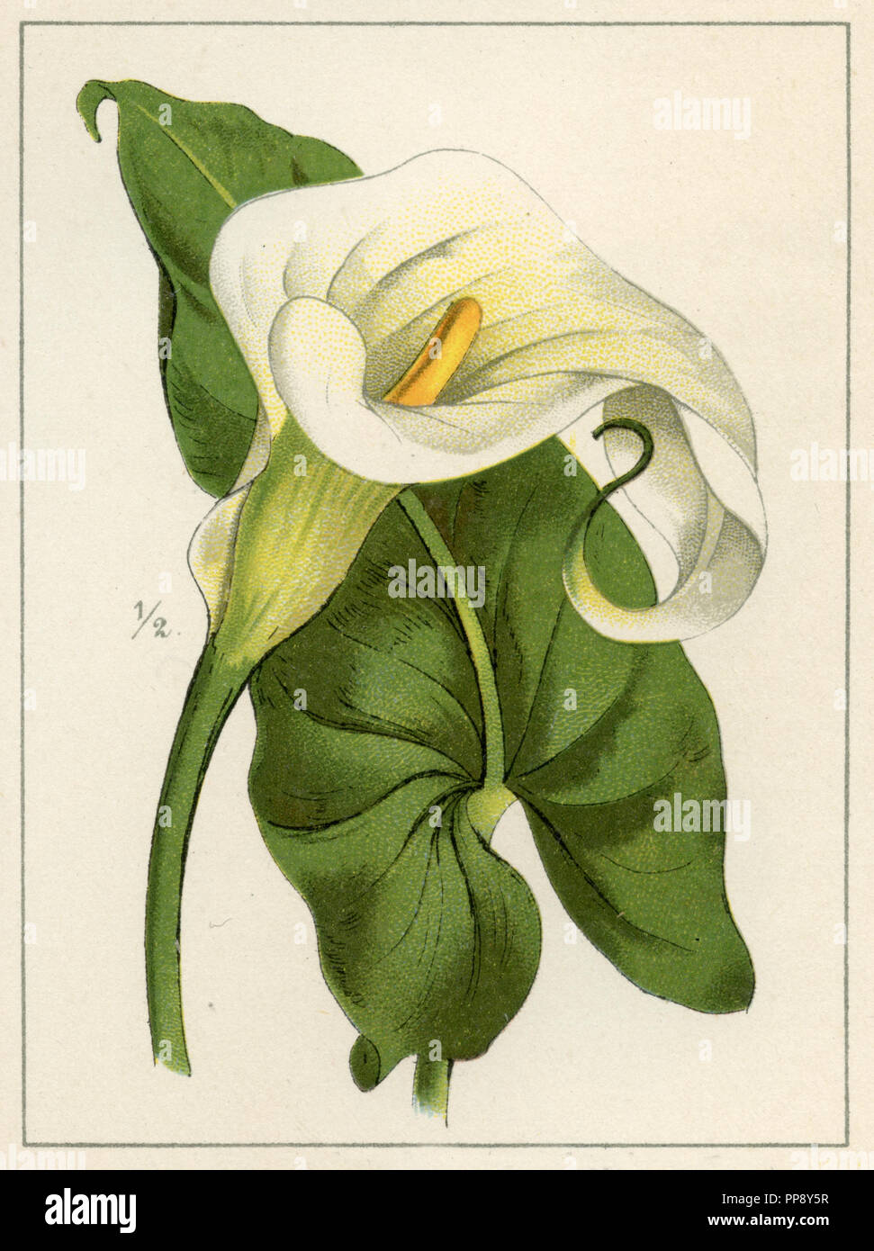 calla lily Stock Photo Alamy
