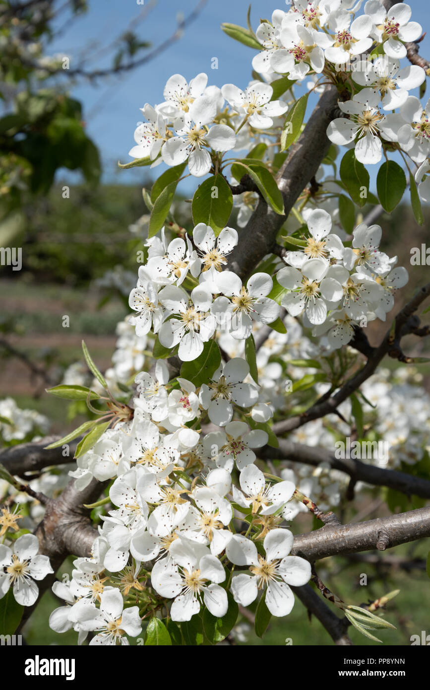 Quince tree blossom in spring Stock Photo