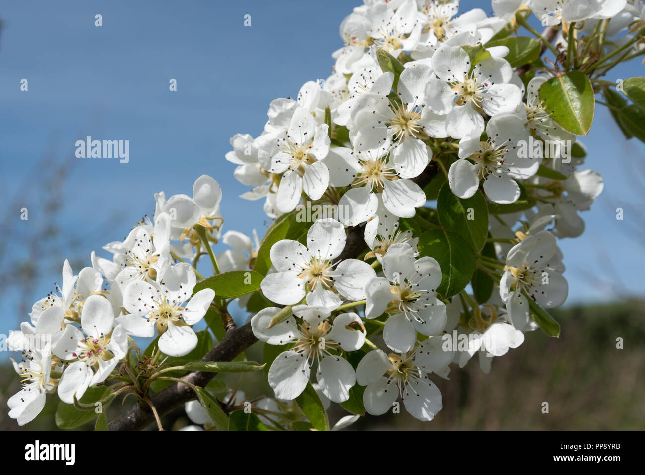 Quince tree blossom in spring Stock Photo