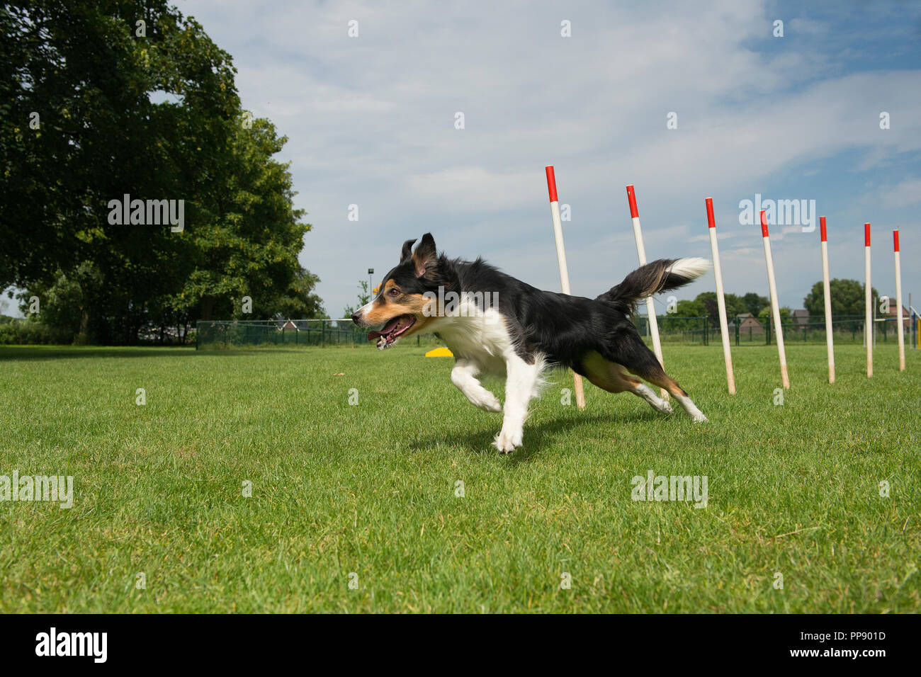 Border collie mix running through agility weave poles on a sunny day outdoors seen from a low angle Stock Photo