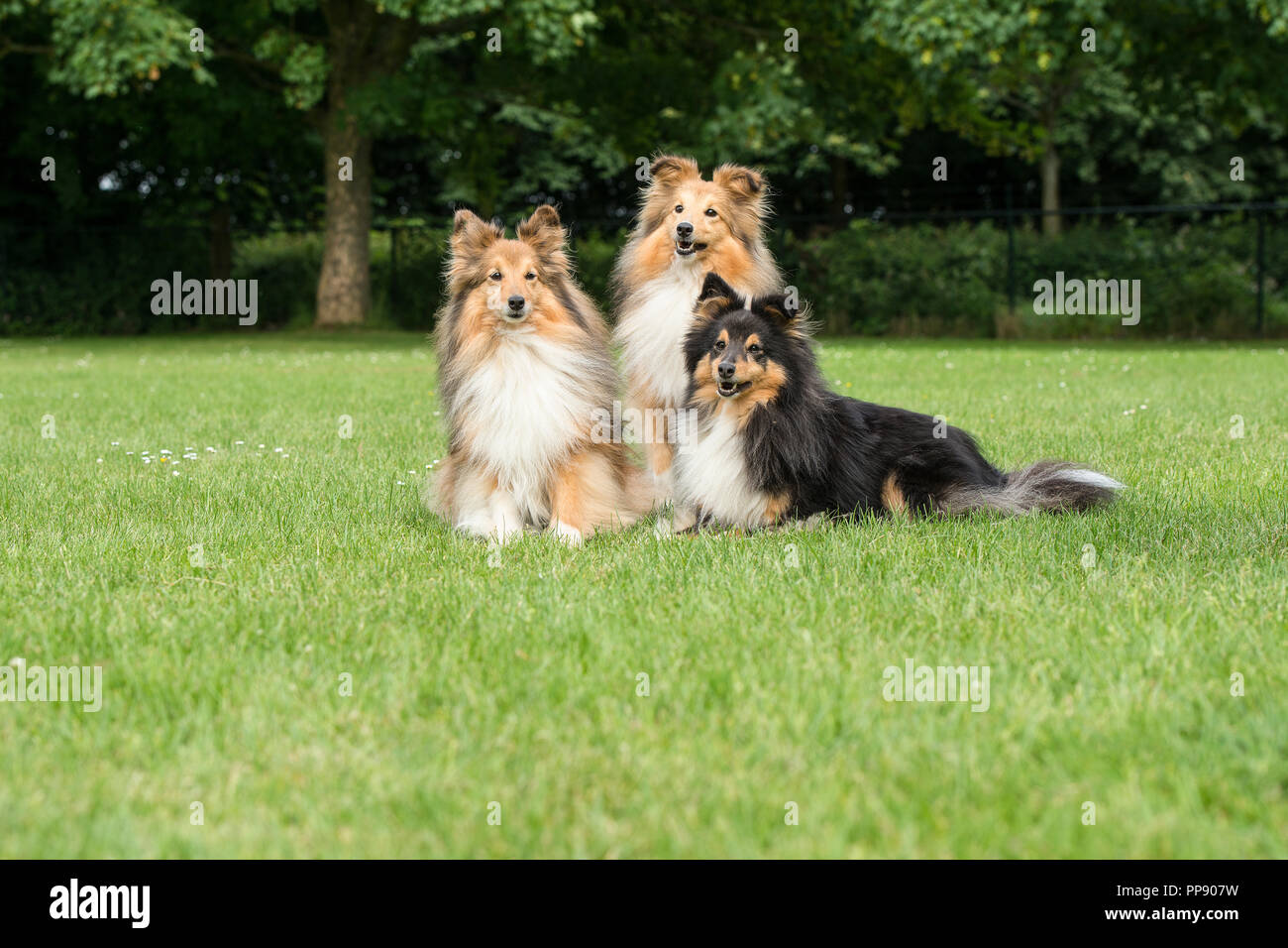 Three shetland sheepdogs lying down in a grass field Stock Photo - Alamy