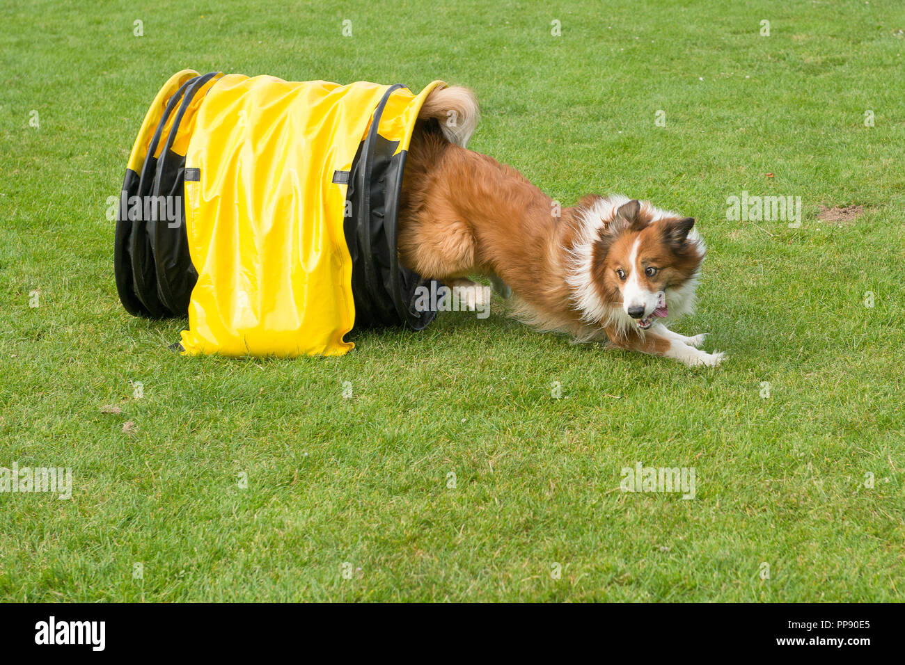 Border collie mixed dog running through an agility tunnel seen from the