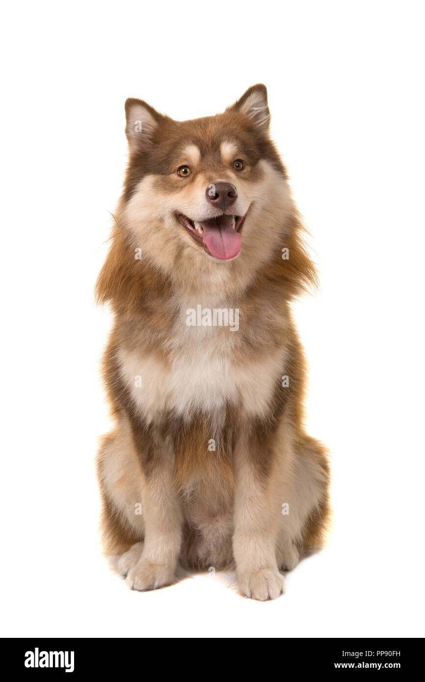 Finnish lapphund sitting looking at the camera isolated on a white ...