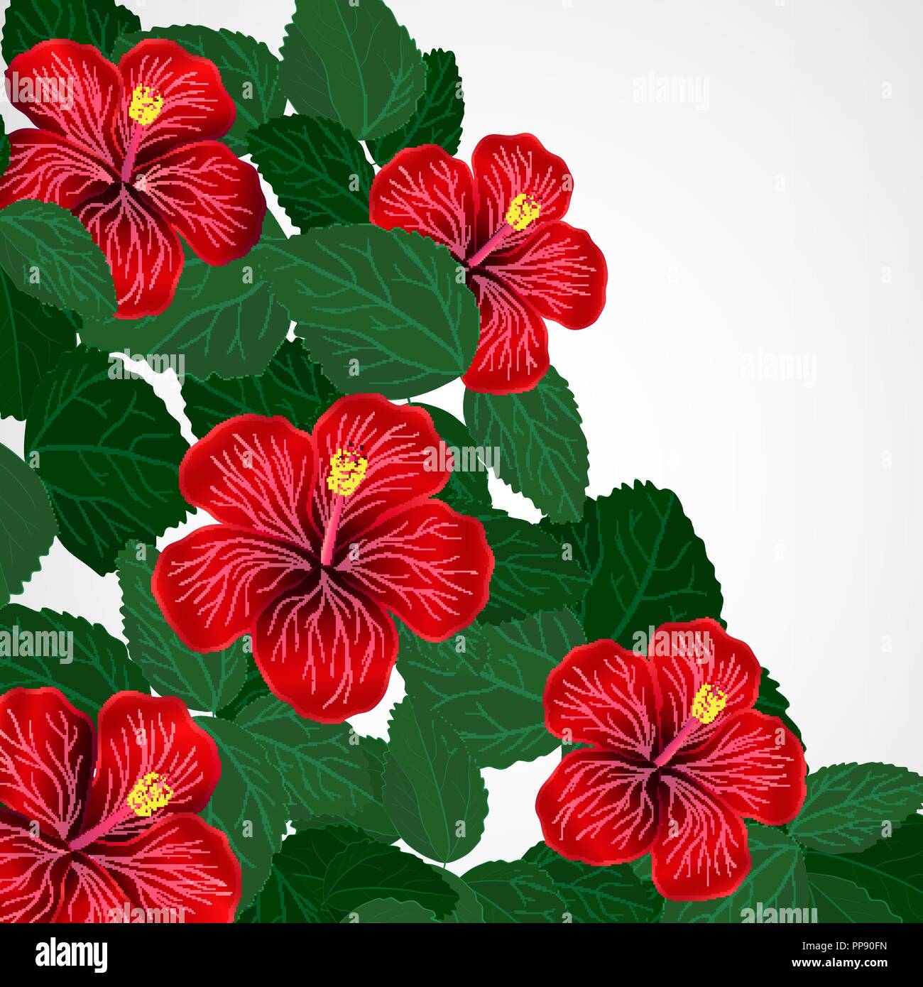 Floral design background. Hibiscus flowers Stock Vector Image & Art - Alamy