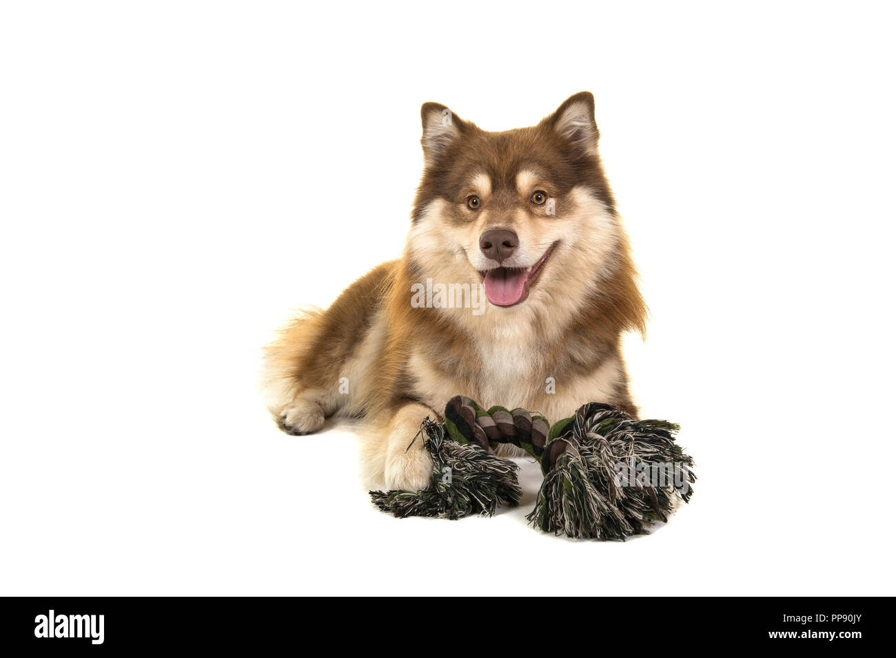 Finnish lapphund lying down with a rope toy looking at the camera ...
