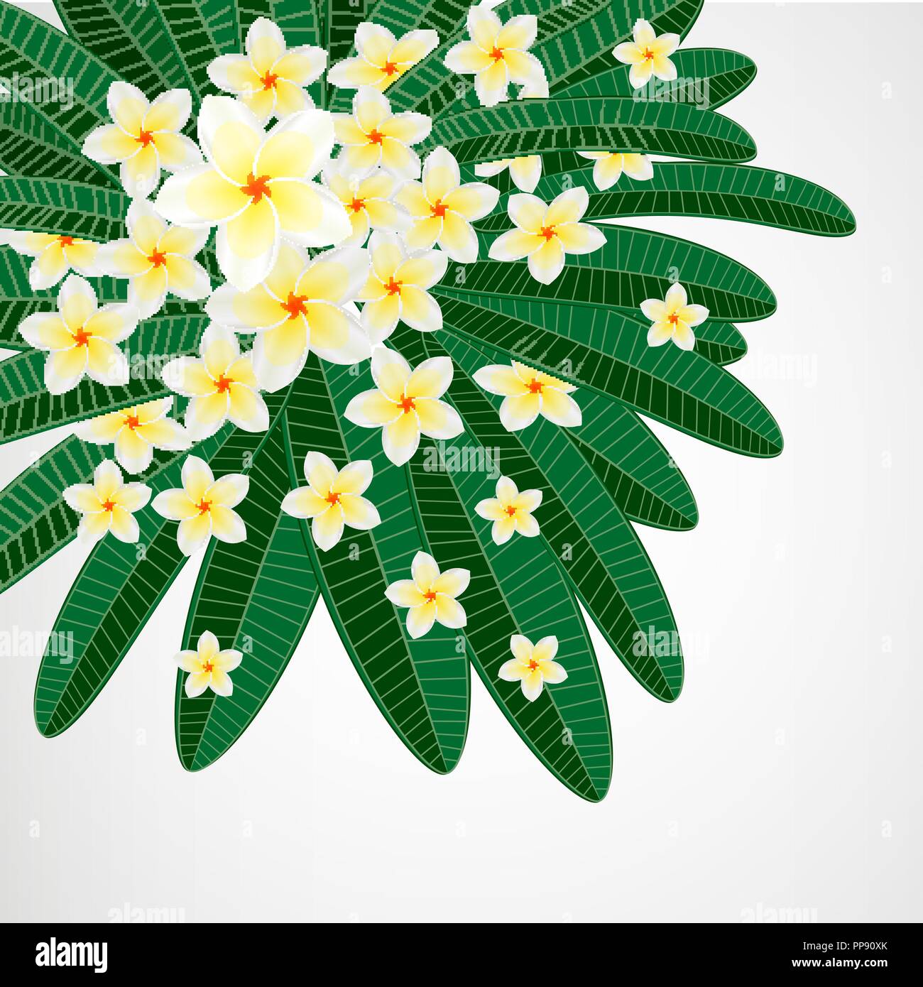 Eps10 Floral design background. Plumeria flowers Stock Vector Image