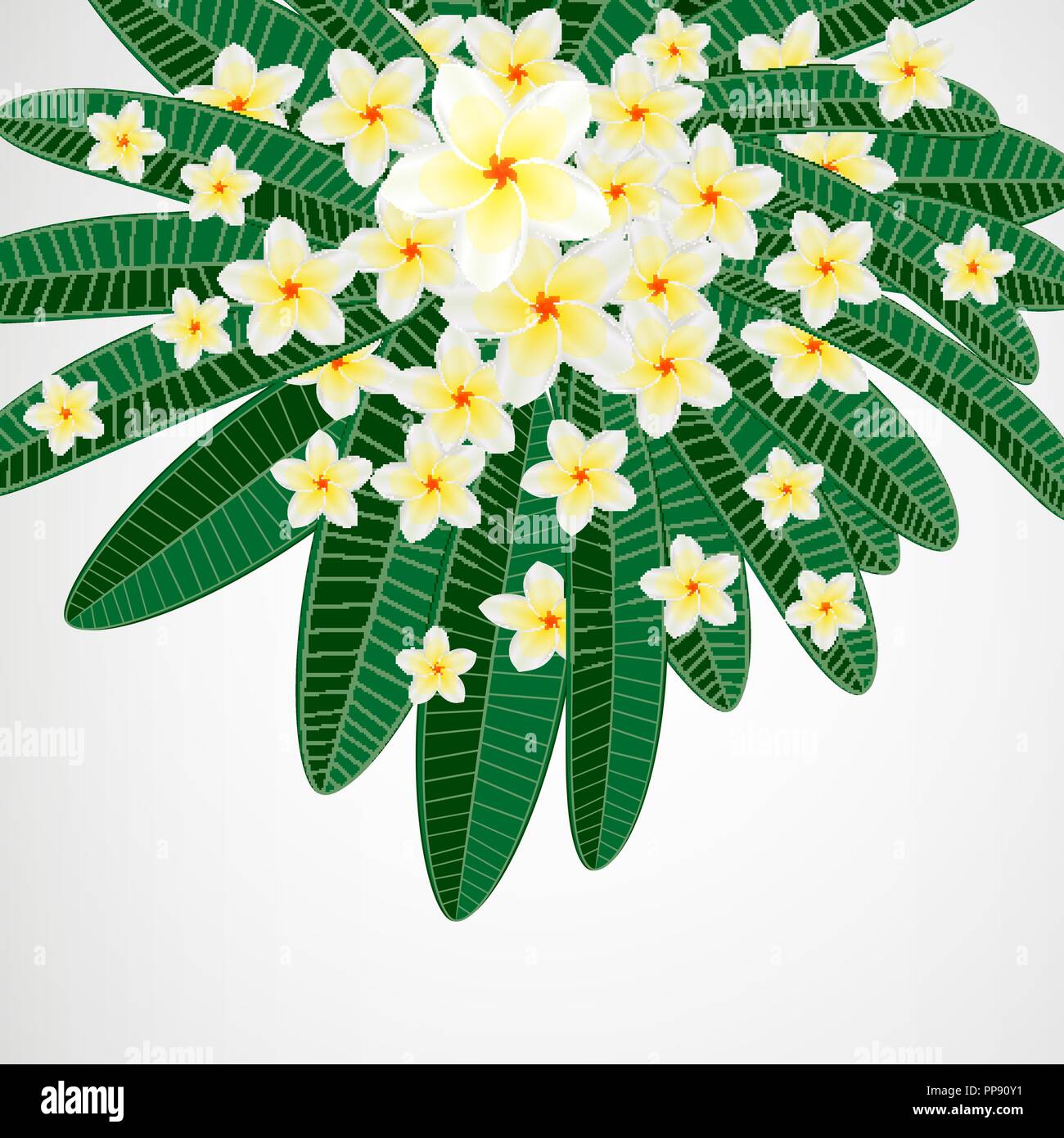 Polynesian white plumeria flower Stock Vector Images - Alamy
