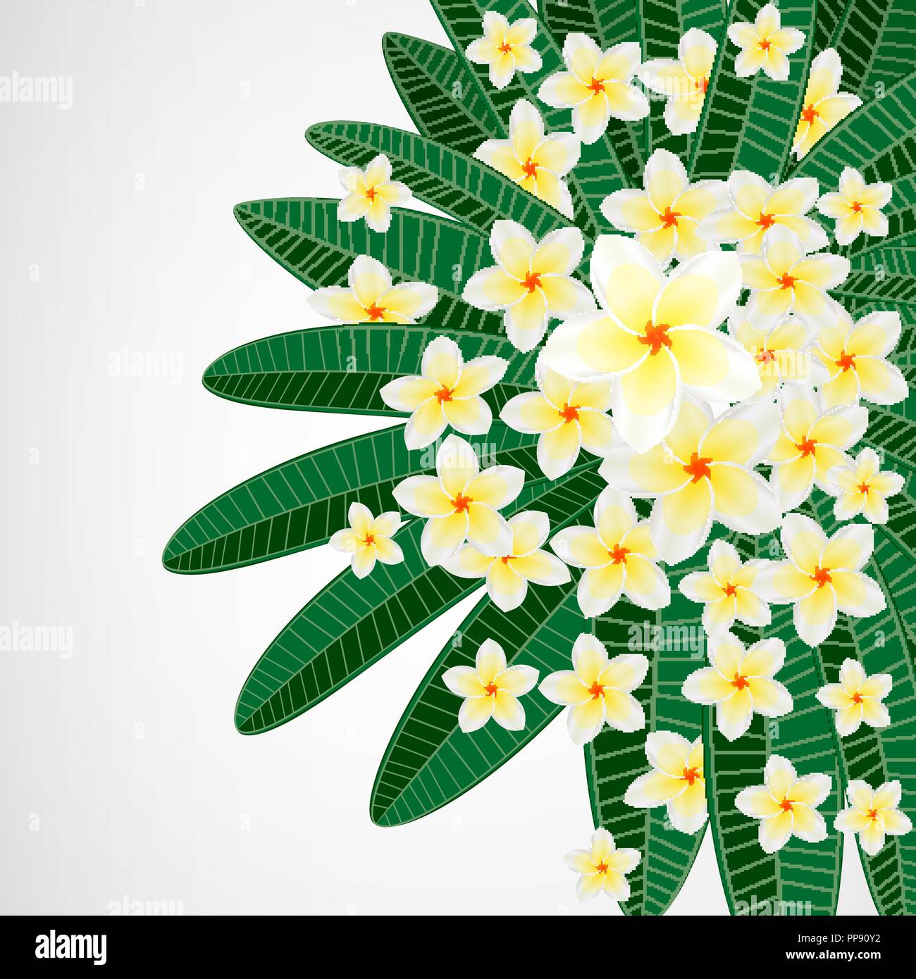 Polynesian white plumeria flower Stock Vector Images - Alamy
