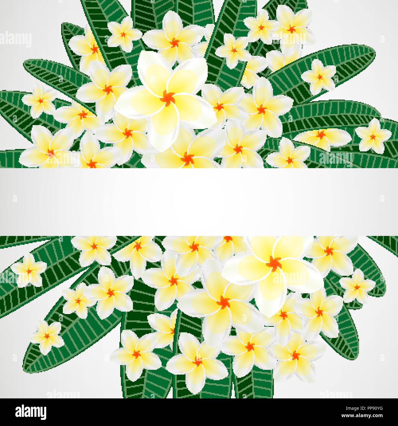 Polynesian white plumeria flower Stock Vector Images - Alamy