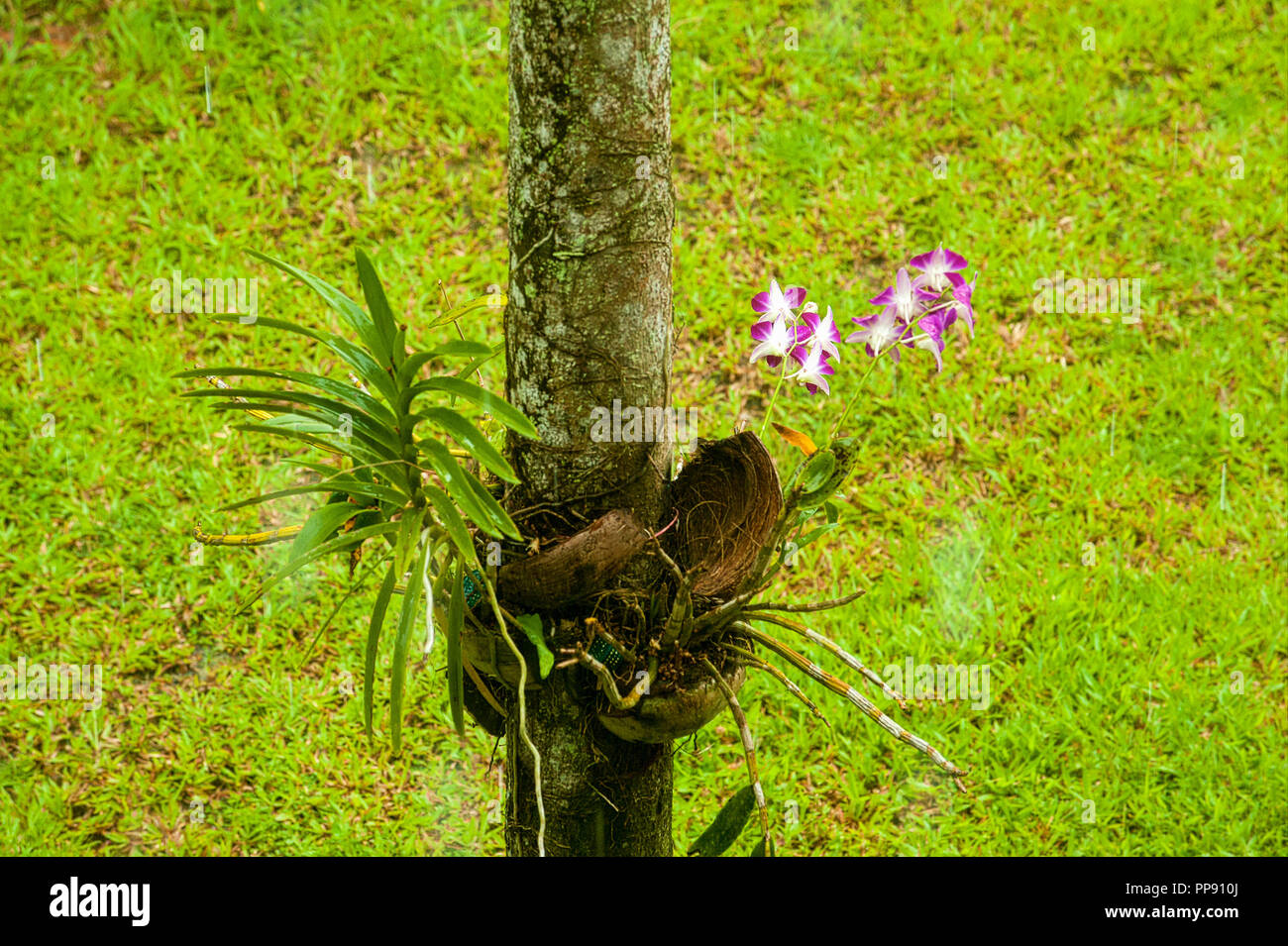 Thailand, Koh Lanta island, orchids hanging on a tree in a coconut Stock Photo