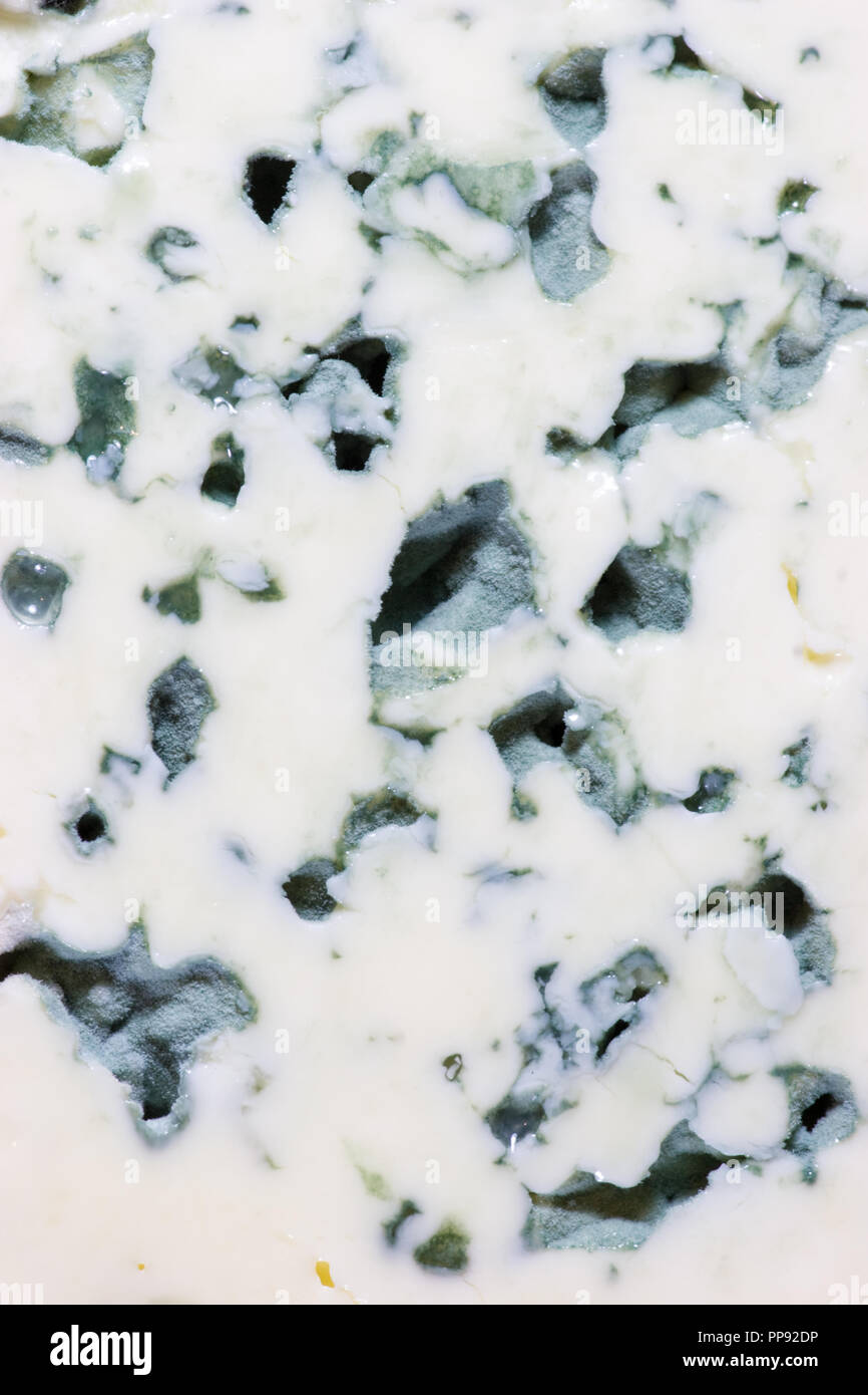 Blue cheese slice macro Stock Photo
