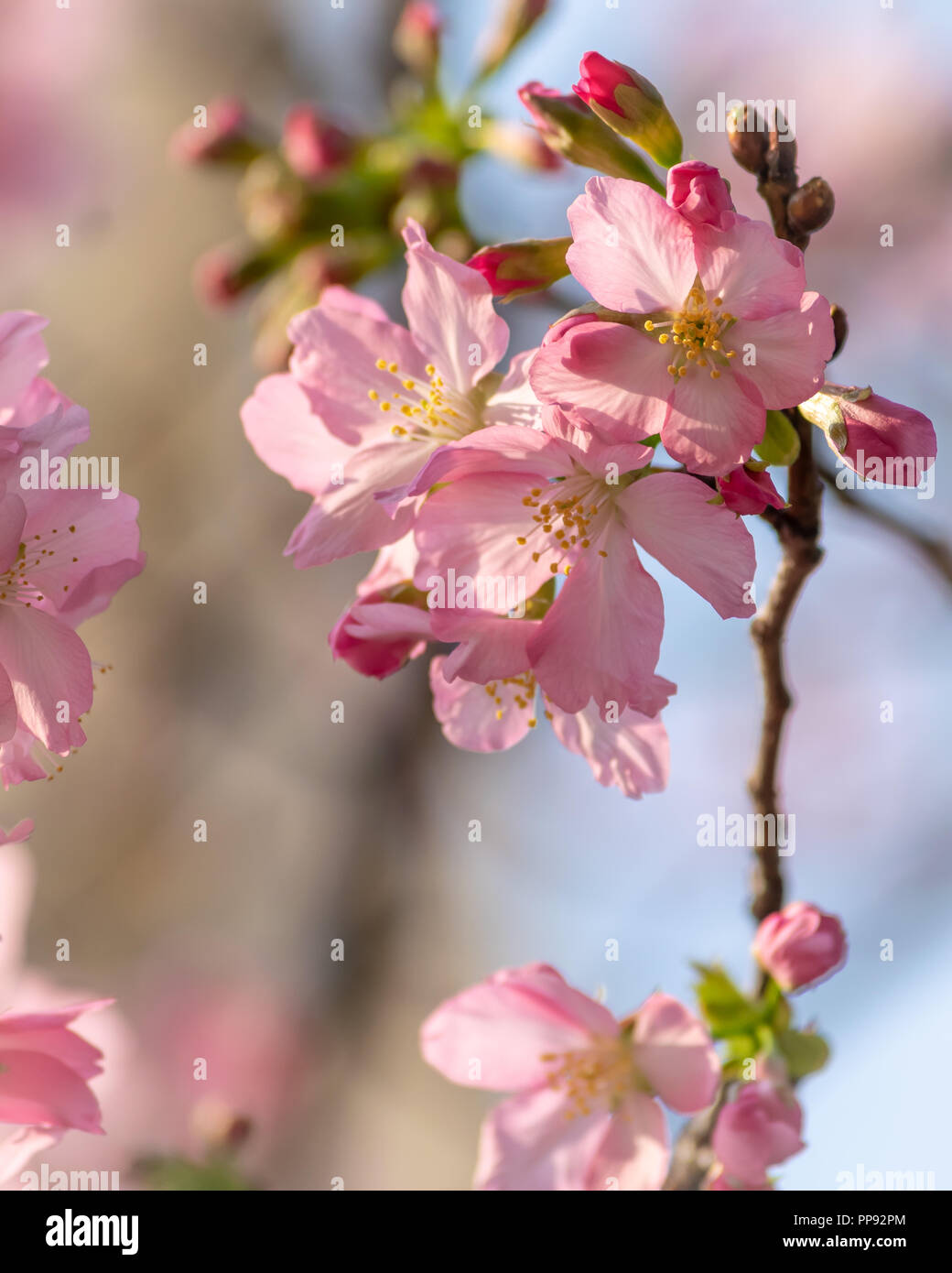 Girl cherry blossoms hi-res stock photography and images - Alamy