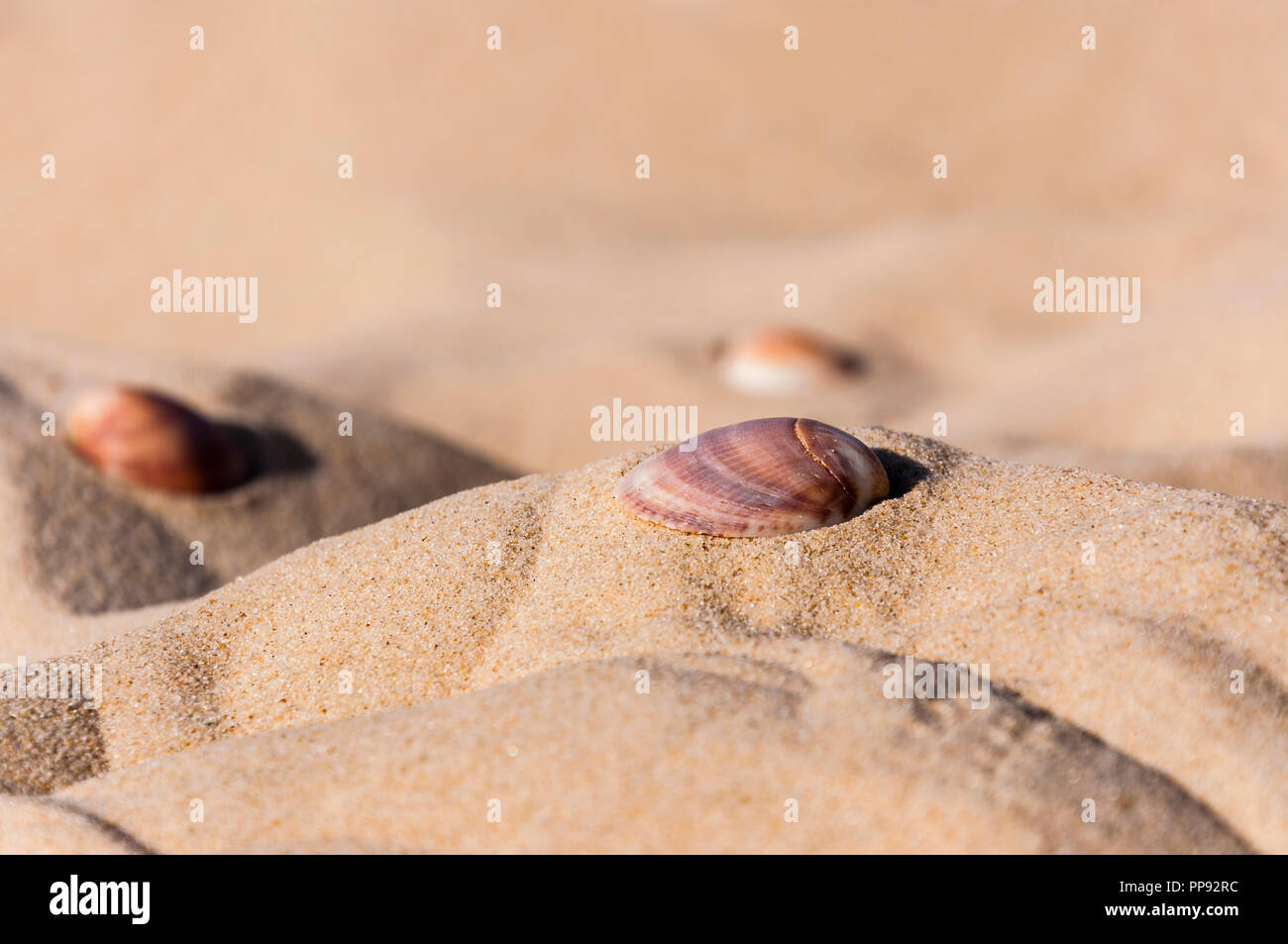 Here you can see the shells on the sea sand. Sand is a naturally 