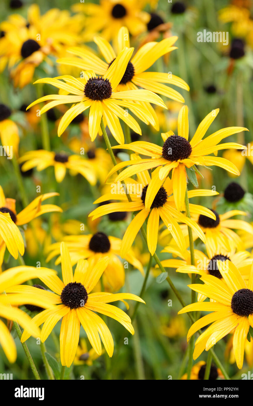 Rudbeckia fulgida variety Deamii, Coneflower deamii yellow flowers, summer Stock Photo