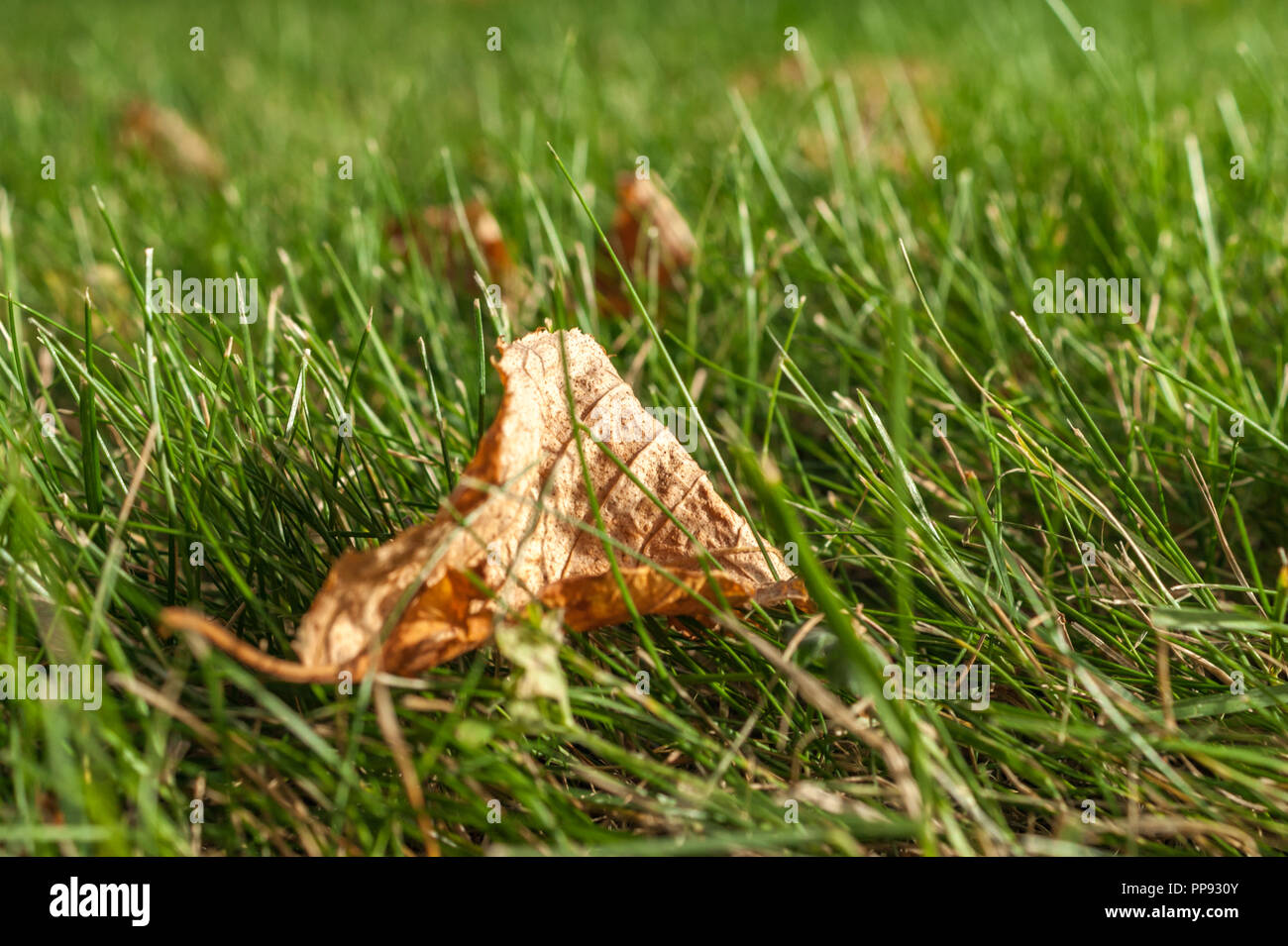 First early autumn yellow leaves on the lawn in the sun Stock Photo - Alamy