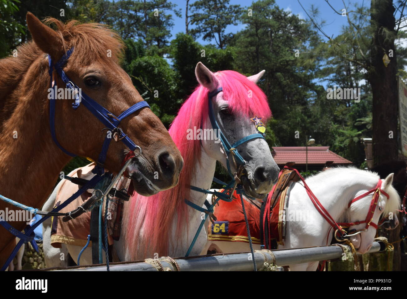 Horseback Riding at the Wright Park is one of the many scenic parts of Baguio. Wright Park is the perfect place for children and adults. Stock Photo