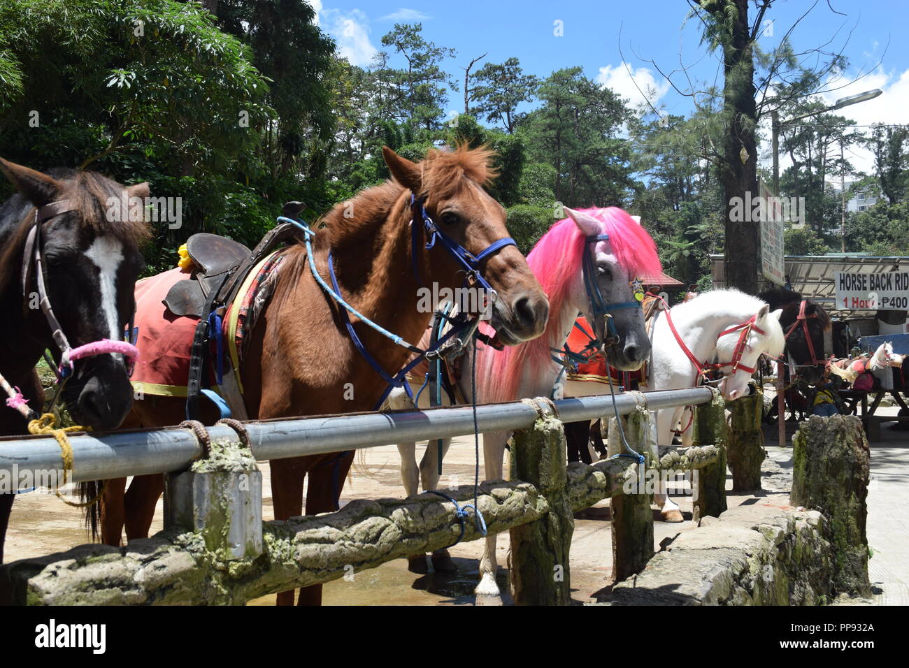 Horseback Riding at the Wright Park is one of the many scenic parts of Baguio. Wright Park is the perfect place for children and adults. Stock Photo
