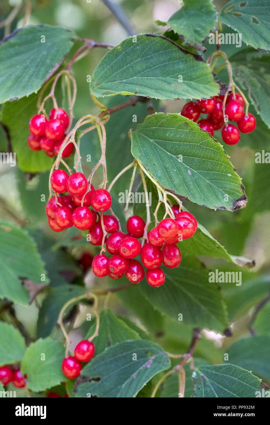 Viburnum betulifolium berries. Autumn Stock Photo