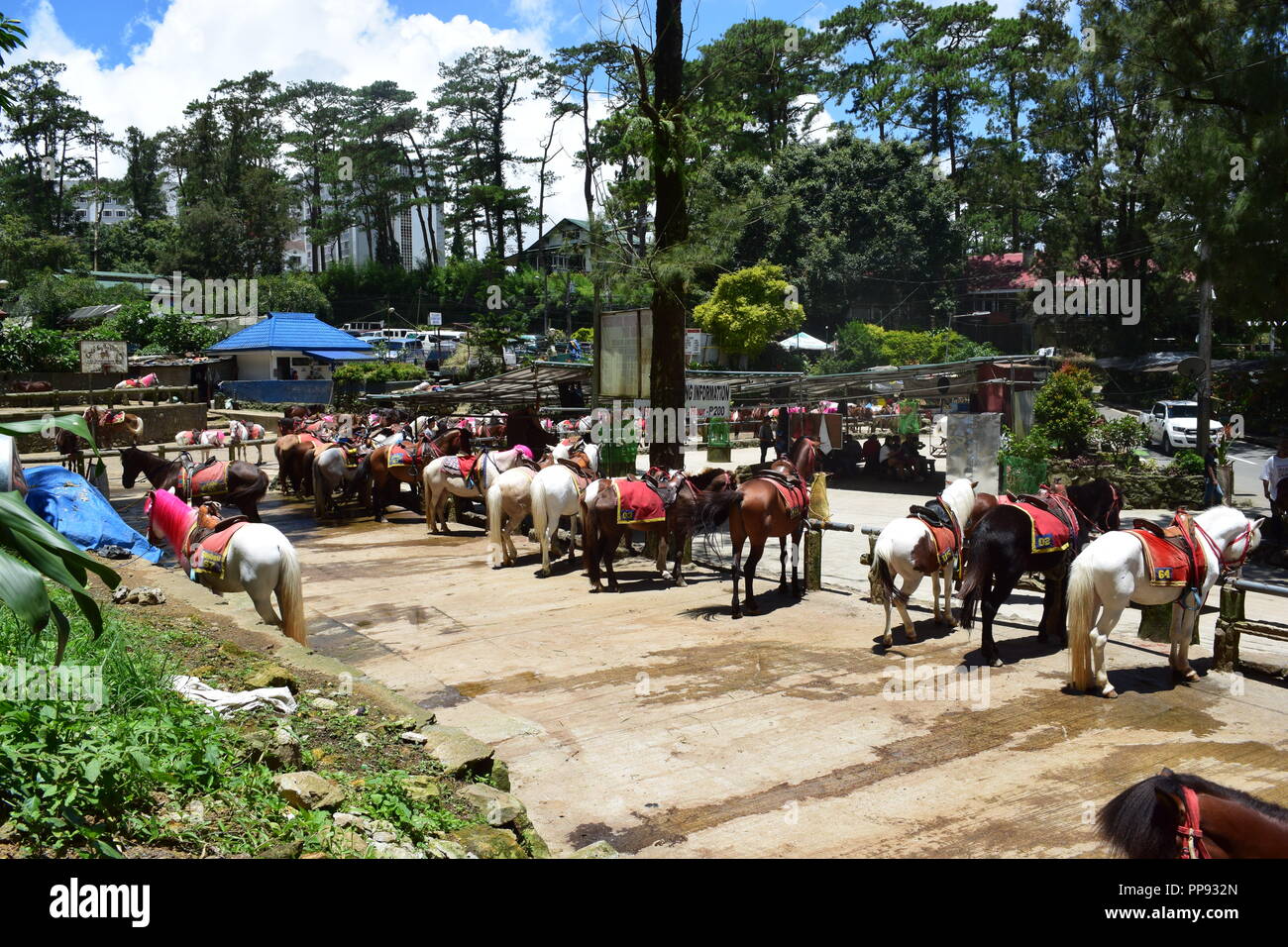 Horseback Riding at the Wright Park is one of the many scenic parts of Baguio. Wright Park is the perfect place for children and adults. Stock Photo
