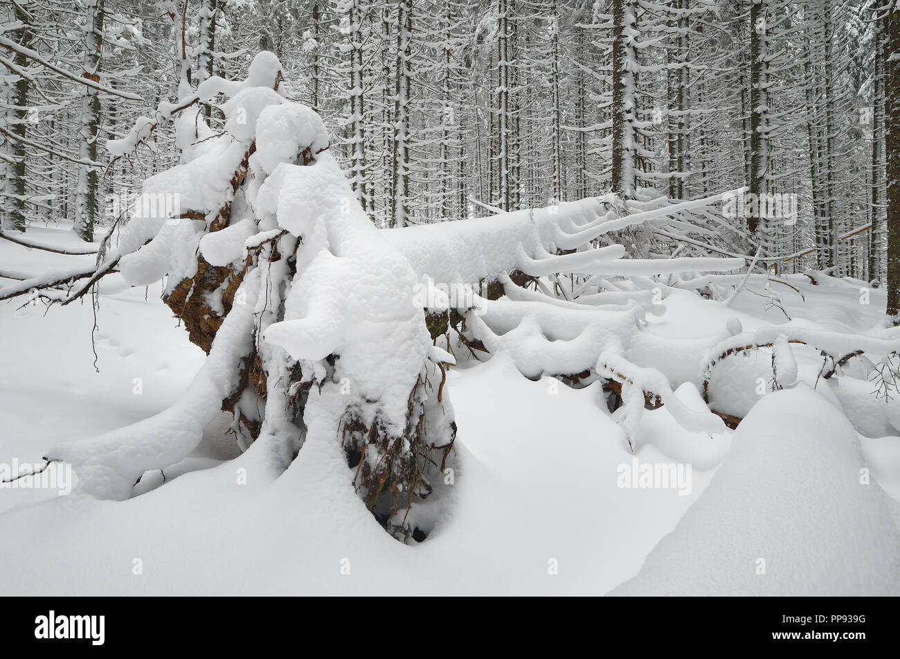 Winter landscape. Spruce forest in snow Stock Photo - Alamy