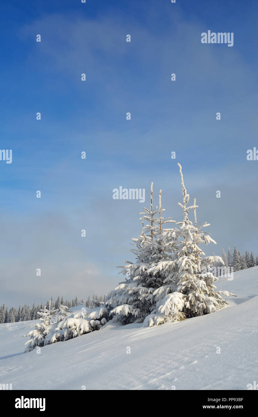Snowy mountain pine trees hi-res stock photography and images - Alamy
