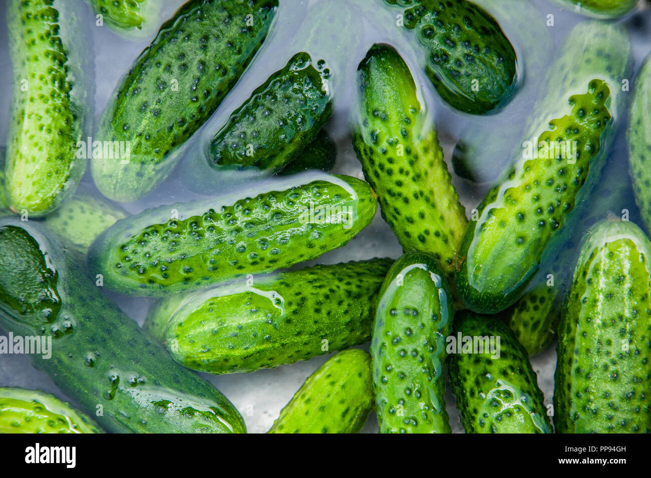Cucumbers in water, Cucumbers ready for pickling and canning produce