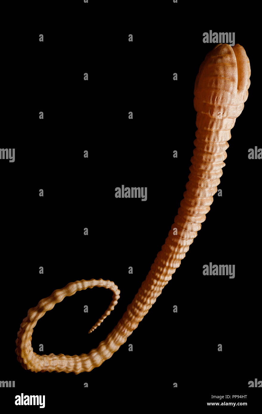 Fish Tapeworm - Detailed diphyllobothrium latum under the microscope - 3d rendering Stock Photo