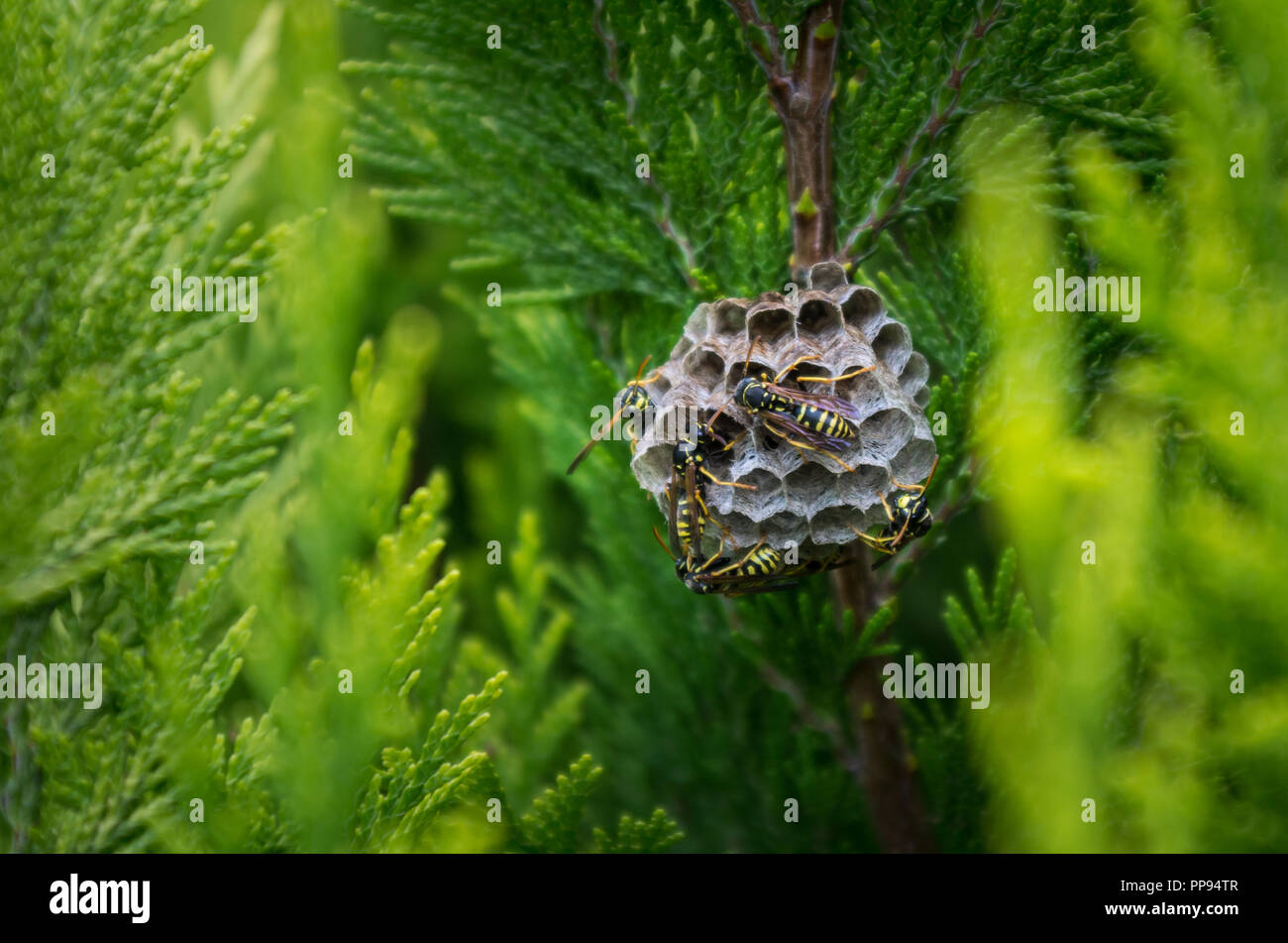 Wasp nest in conifer tree Stock Photo