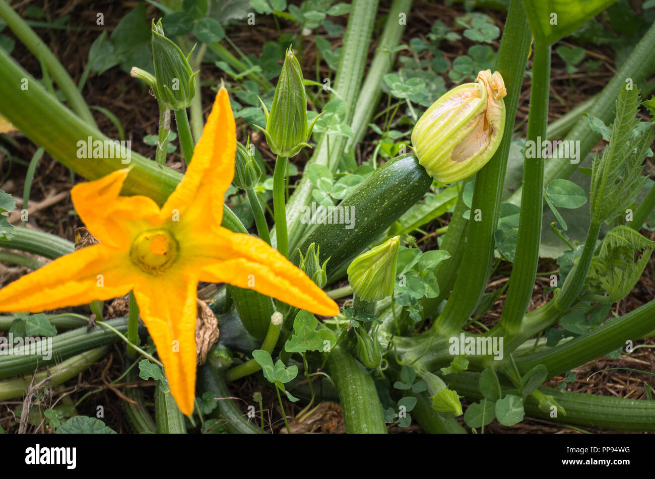 Zucchini plant flowering Stock Photo Alamy