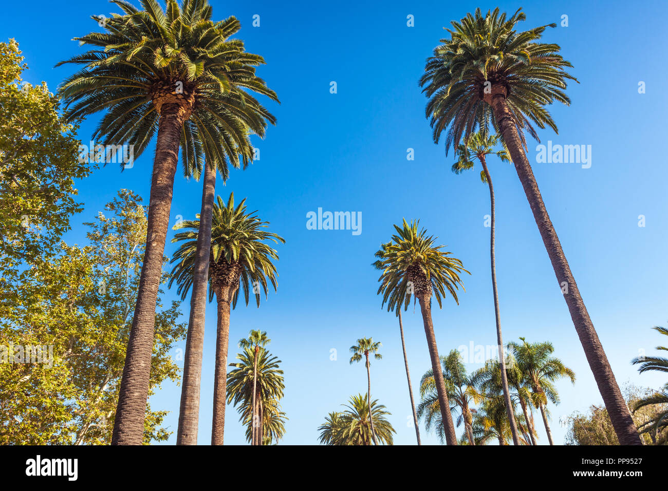 Famous palms of sunny Beverly Hills in Los Angeles Stock Photo Alamy